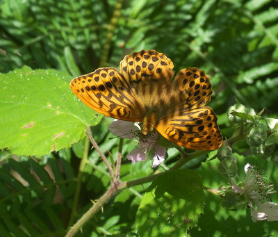 SW Fritillary, with bracken shadows, which is why it opened it's wings.