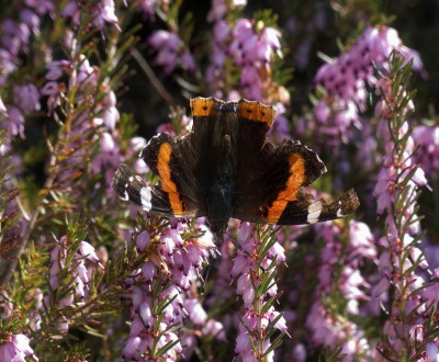 Tatty Red Admiral, as they don't truly hibernate they seem to end up with more wear and tear.