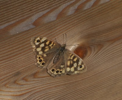 'Pale' Speckled Wood.