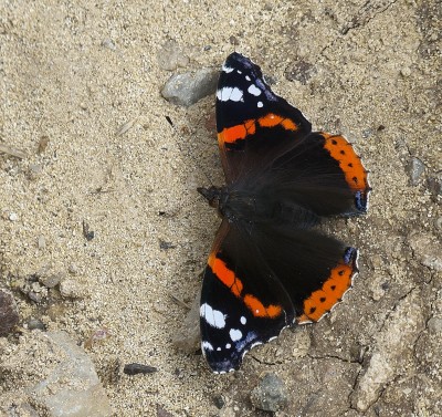 This Red Admiral stood out from the crowd. Looks like ab. fructa/bialbata.