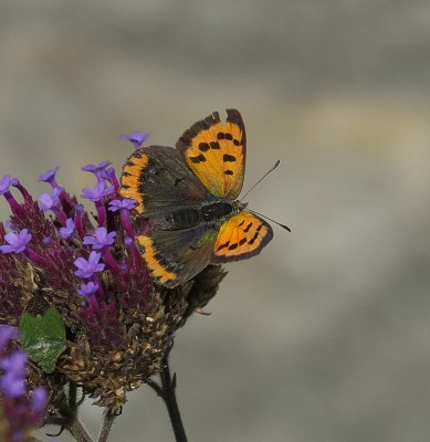 Small Copper nectaring on verbena, this morning.