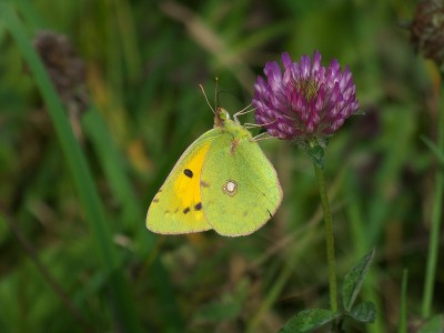 Clouded Yellow (male).
