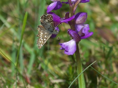 Worn Grizzled Skipper, but happily nectaring on Green winged Orchid.