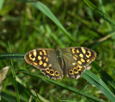 A nicely marked Speckled Wood, one of several seen this morning.