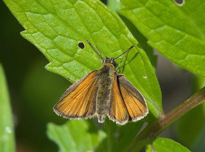 Small Skipper, only the second we've recorded in our garden.