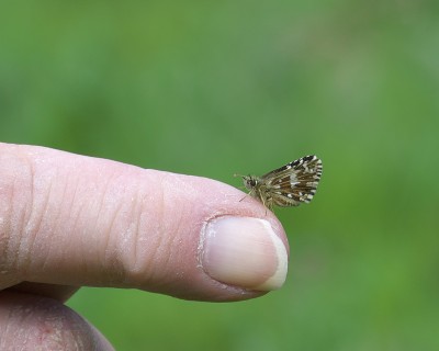 This shot shows just how small these butterflies are. Fem. Grizzled Skipper.