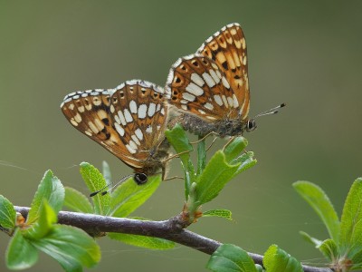 The mating pair.