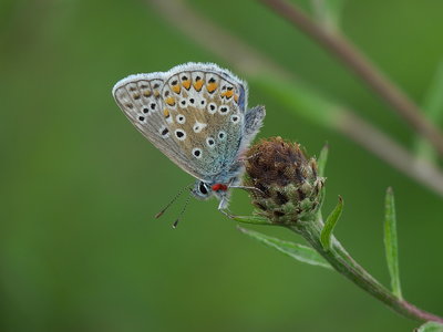 This Common Blue was carrying a couple of Trombidium Breei mites.