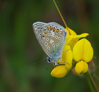 Common Blue male.