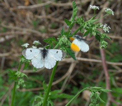 Female Orange-tip harassed by a male, but to no avail.