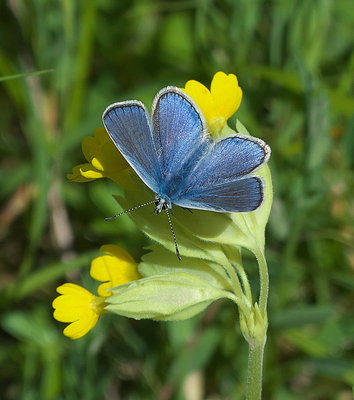 Male Common Blue.