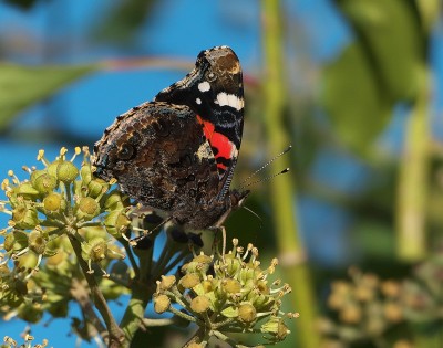 Red Admiral on ivy.