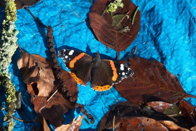 Red Admiral among autumn leaves, taking moisture from an old tarp.