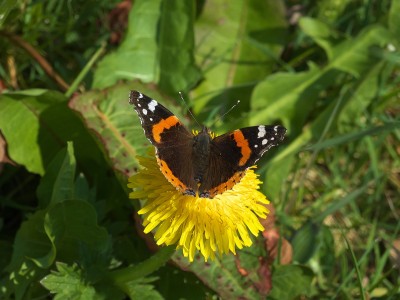 Red Admiral nectaring after checking out the nettles.