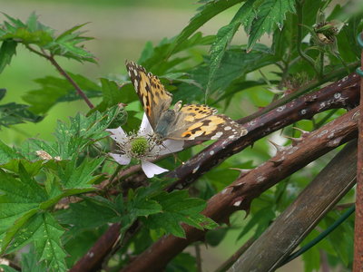 Nectaring on bramble blossom.