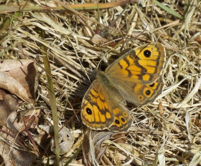 Female Wall Brown in our garden.
