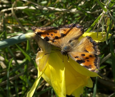 Large Tortoiseshell, and in good nick too.