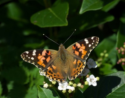 A very fresh Painted Lady, seen yesterday, nectaring on viburnum.