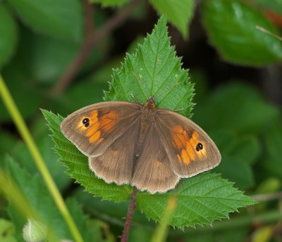 Meadow Brown, Alice Holt.