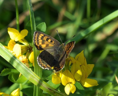 She looks to be, ab.extensa and the only shot I managed, she was sitting on bird's-foot-trefoil.
