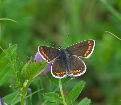 Our first Brown Argus of the year.