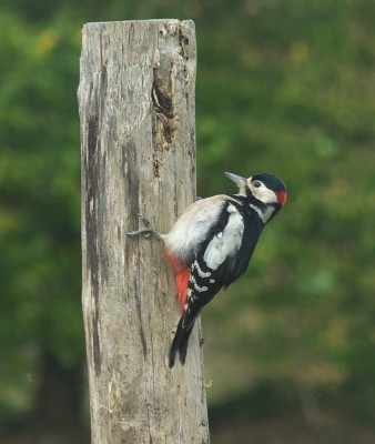 Great spotted woodpecker.