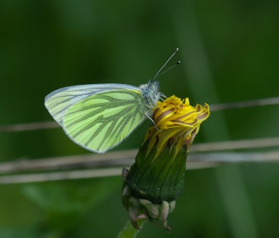 Male Green-veined White on unopened dandelion flower.