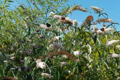 There's a few in this shot. Small Torts seem to be quite numerous here, I counted thirty Small Torts on this Buddleia at the same time, one afternoon.