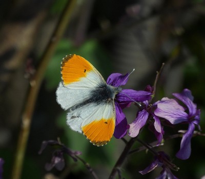Male Orange-tip, with slight wing damage, not affecting his flying though.