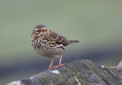Meadow Pipit carrying food back to the nest