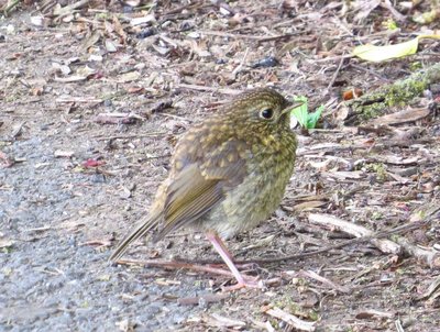 Juvenile Robin