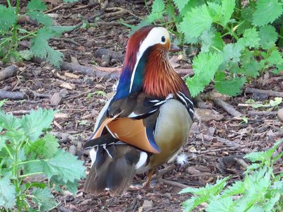 Male Mandarin Duck, breeds at this site