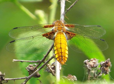Immature male Broad-bodied Chaser