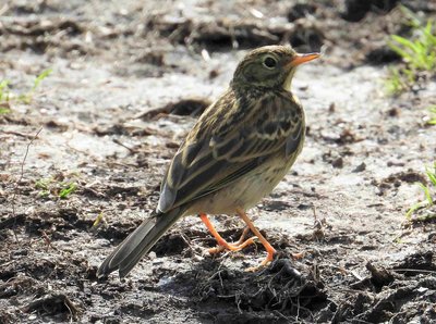 Late Meadow Pipit on the moors