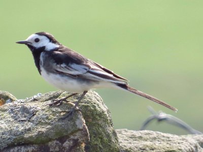 Male Pied Wagtail