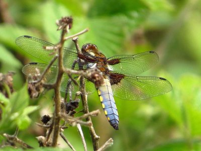 Male Broad-bodied Chaser acquiring its blue abdomen