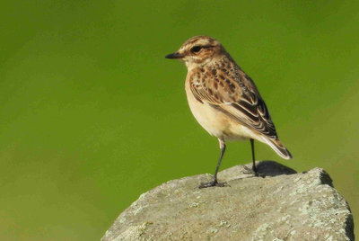 Whinchat on passage
