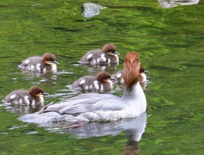 Female Goosander with part of her brood of 7 ducklings