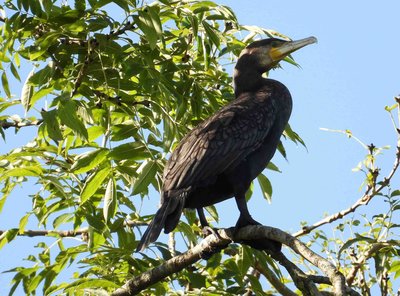 Cormorant in Myrtle Park