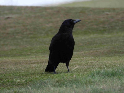 Carrion Crow