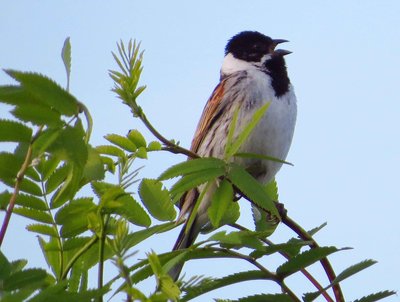 Male Reed Bunting