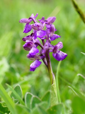 Staplefield Green-winged Orchid