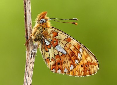 Rewell Wood Pearl-bordered 5