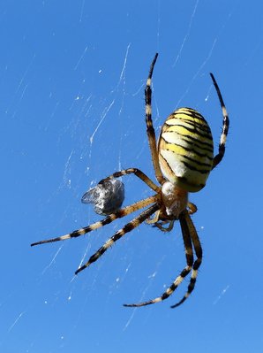 Newdigate,Surrey,Wasp Spider