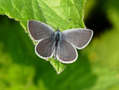 Oxteddle Small Blue