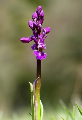 Park Gate Down Early Purple Orchid