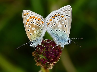 Malling Down Common Blues