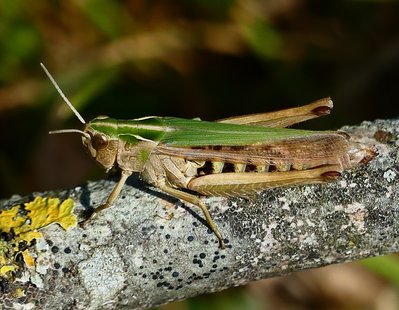 Gatwick Meadow Common Green Grasshopper