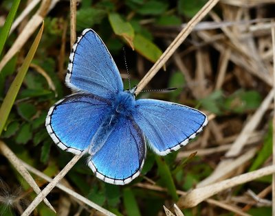 Malling Down Adonis Blue