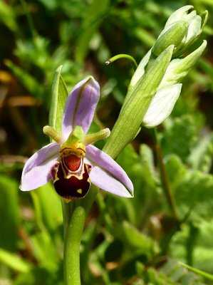 Broadcroft Quarry Bee Orchid